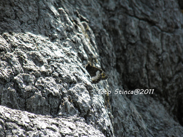 IL PATRIARCA del Pollino (pinus leucodermis)